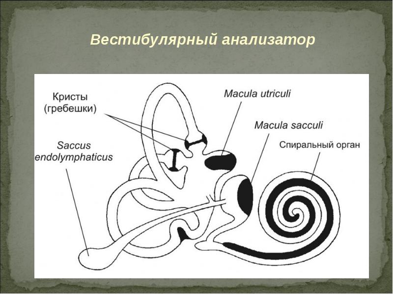 Вестибулярный анализатор 8 класс презентация