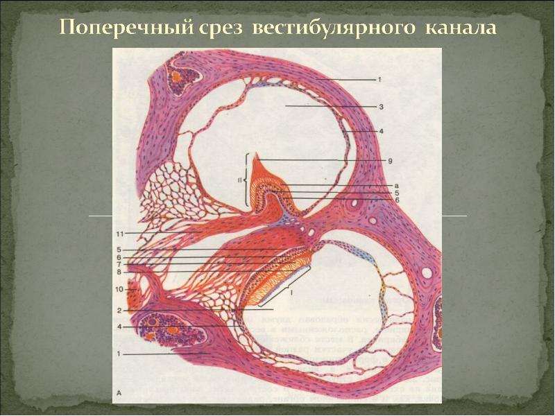 Строение статокинетического отдела уха статокинетический анализатор равновесия презентация