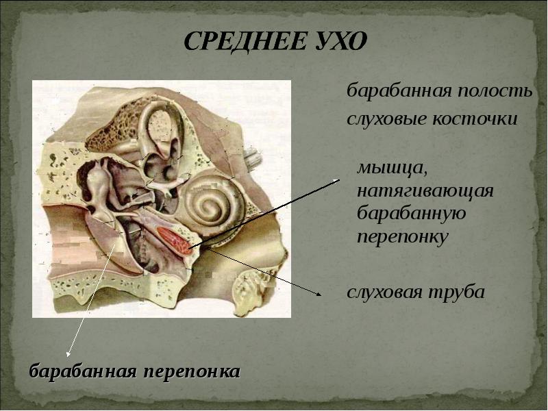 Слуховые косточки расположены в каком ухе