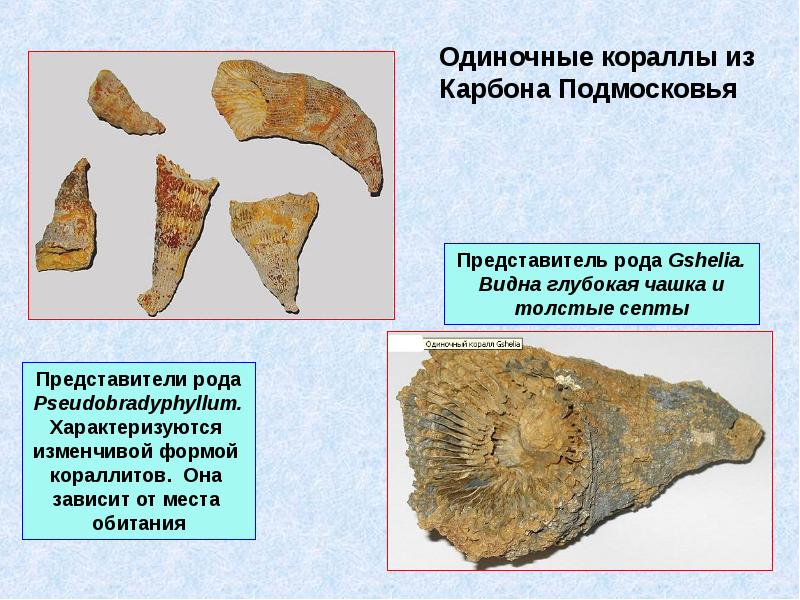 Представители родов. Одиночный коралл ругоза. Подкласс четырехлучевые кораллы (ругозы). Ругоза карбон. Подкласс Tetracoralla. Четырехлучевые кораллы. (Rugosa. Ругозы).