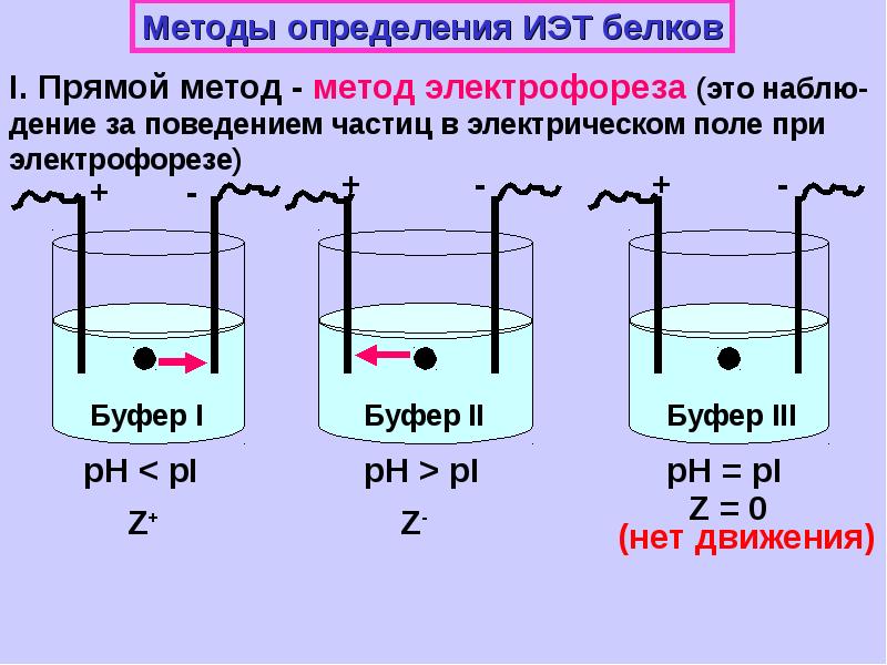 Белки проект по химии