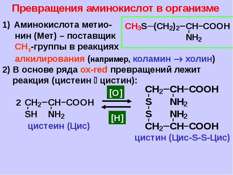 Аминокислоты белки презентация