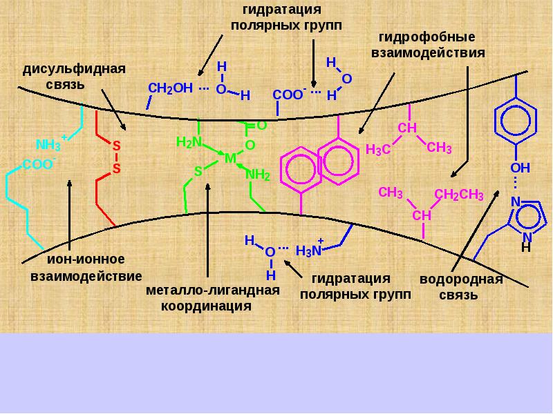 Аминокислоты биохимия презентация