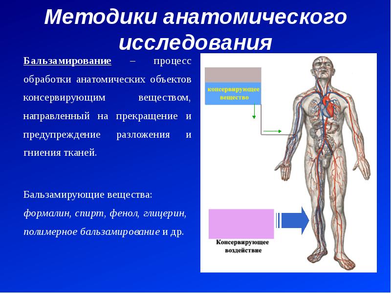 Анатомия предмет изучения. Методики анатомического исследования. Назовите объект анатомического исследования. Нормальная анатомия человека. Методы анатомического исследования.