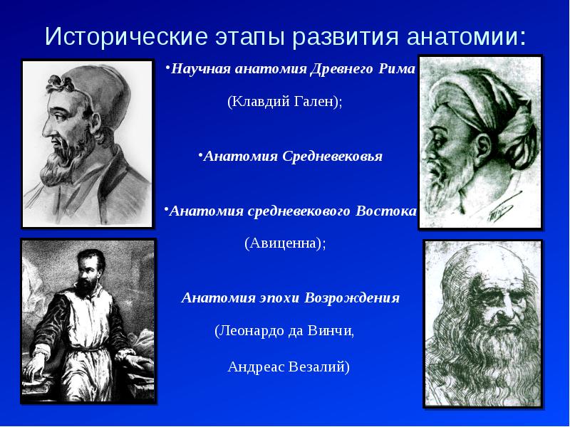 Историческое развитие кратко. Анатомия эпохи Возрождения: Леонардо-да-Винчи, Андрей Везалий.. Этапы развития анатомии. История развития анатомии. Периоды развития анатомии.