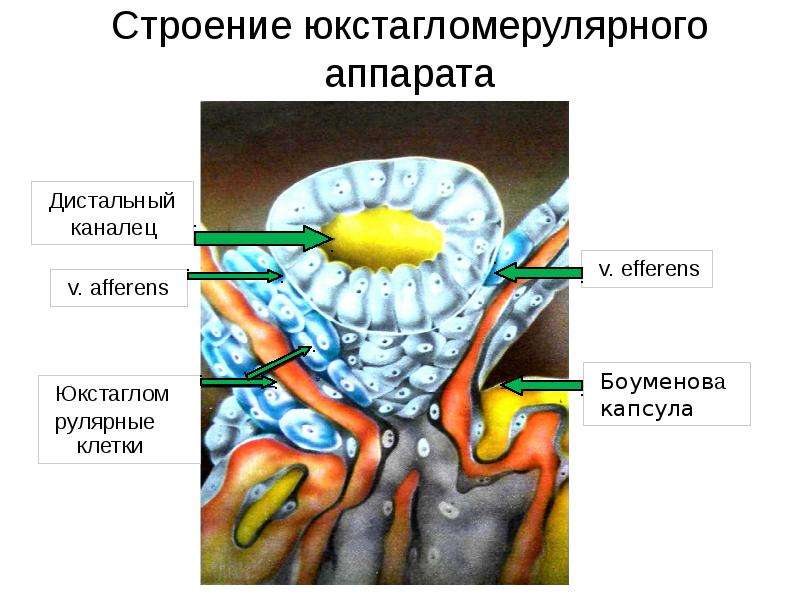 Юкстагломерулярный аппарат схема