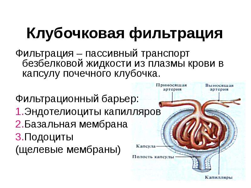 Физиология выделения презентация