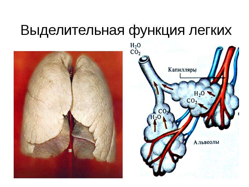 Жкт презентация физиология