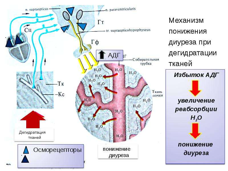 Механизмы диуреза. Влияние АДГ на диурез. Механизм влияния АДГ на диурез. Диурез это физиология. Физиологический механизм диуреза.