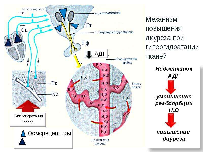 Выделение физиология презентация