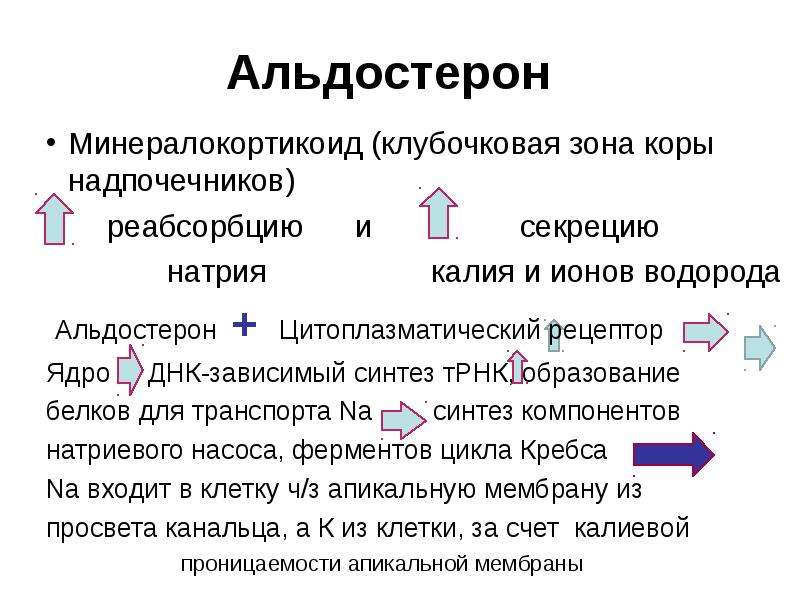 Минералокортикоиды надпочечников