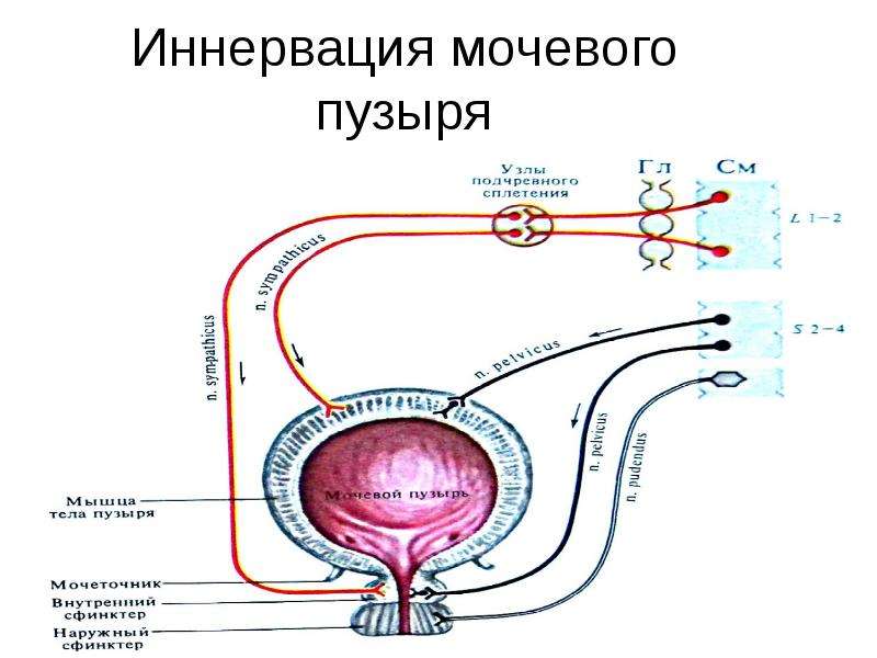 Физиология сна картинки