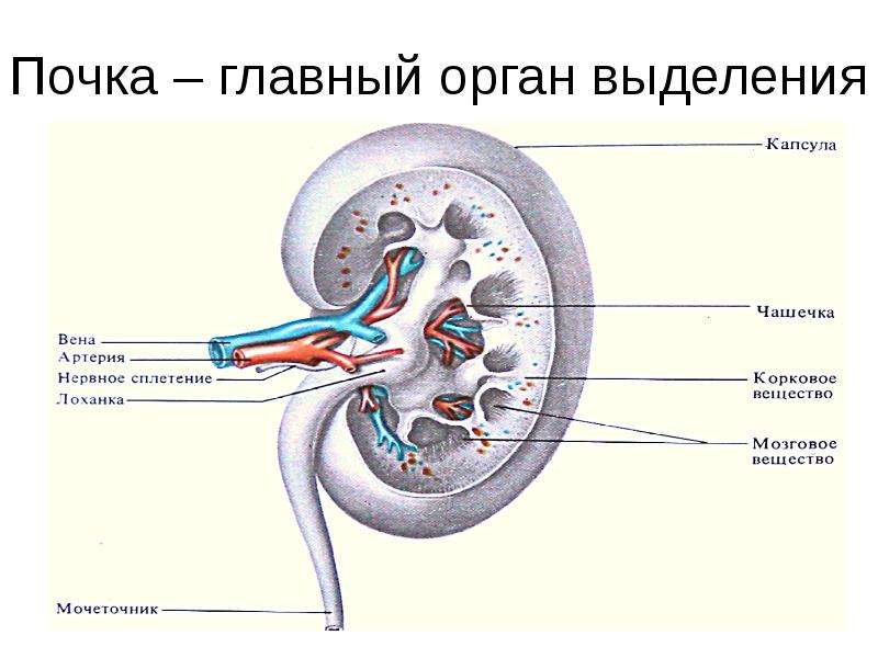 Эффекты выделения в презентации