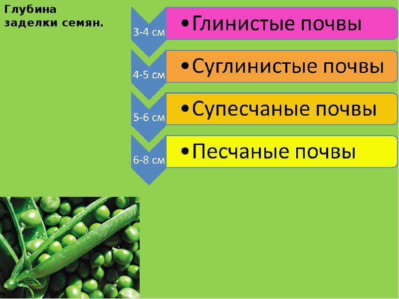 Технология возделывания гороха презентация