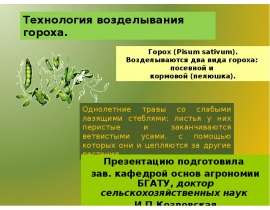 Технология возделывания гороха