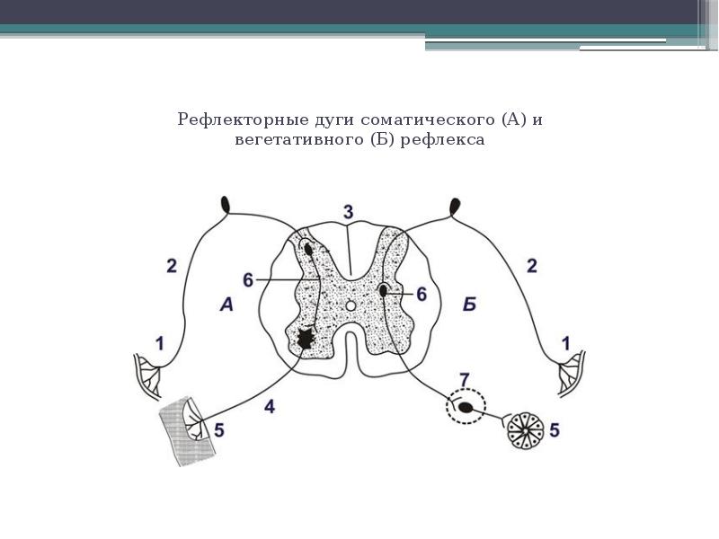 Нарисовать схему рефлекторной дуги