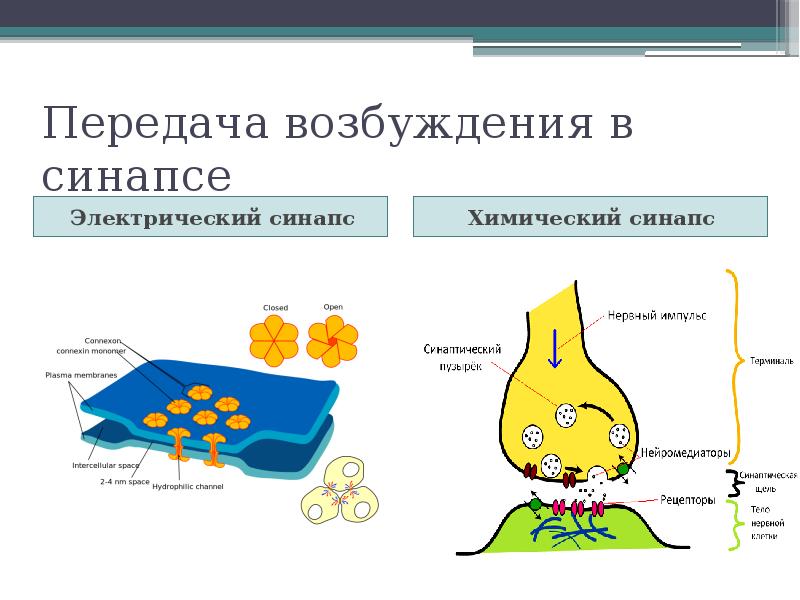 Химические и электрические синапсы