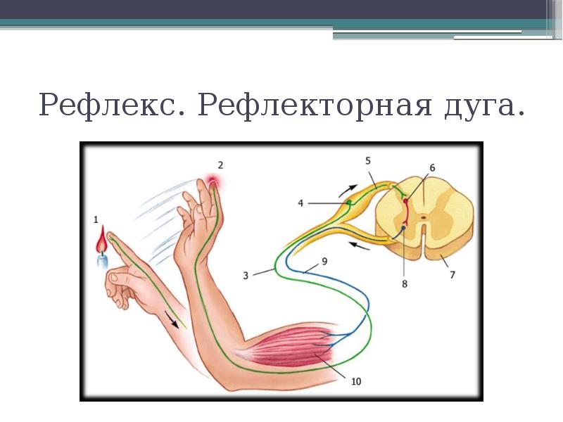 Рефлекторная дуга мигательного рефлекса рисунок