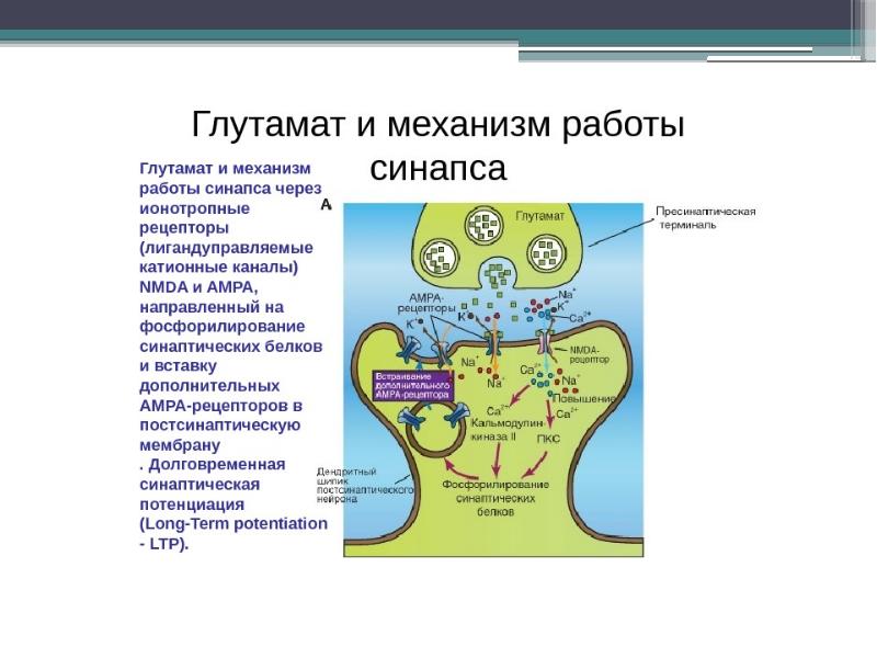 Рецепторы синапса. Роль глутамата в ЦНС. Синапс глутамата. Синаптическая передача глутамат механизм. Рефлекс рефлекторная дуга синапс.