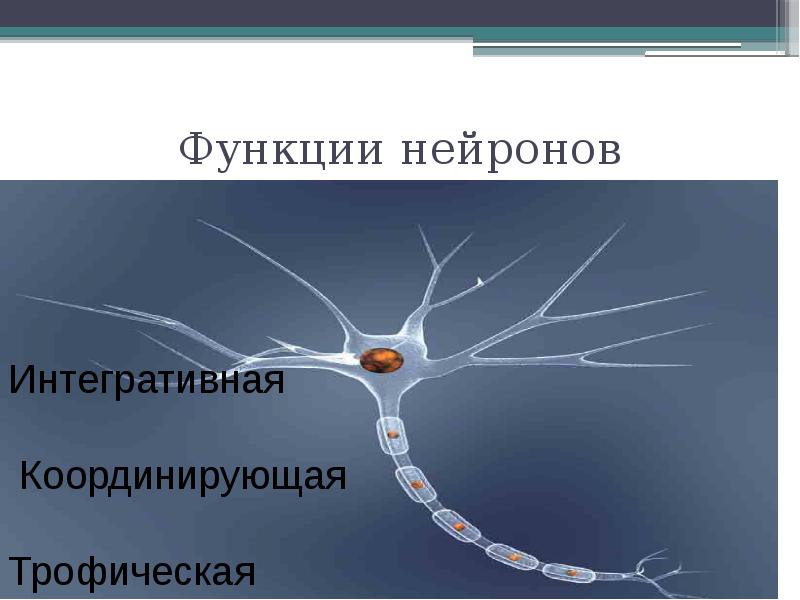 Функции нервной клетки