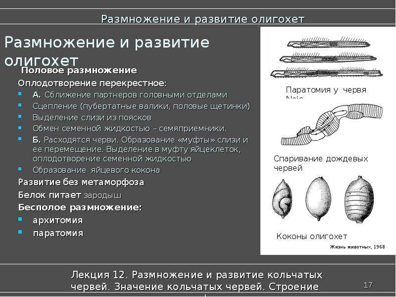 Развитие червей. Малощетинковые черви цикл развития. Размножение кольчатых червей 7 класс кратко. Размножение и развитие кольчатых червей.