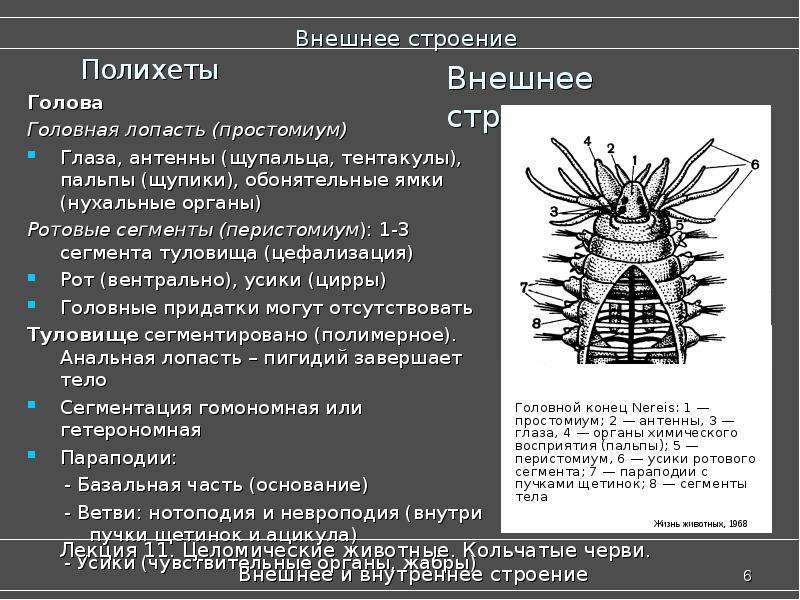 Параподии. Внешнее строение многощетинковых червей. Головной отдел тела многощетинковых червей. Внешнее строение полихет. Многощетинковые строение.