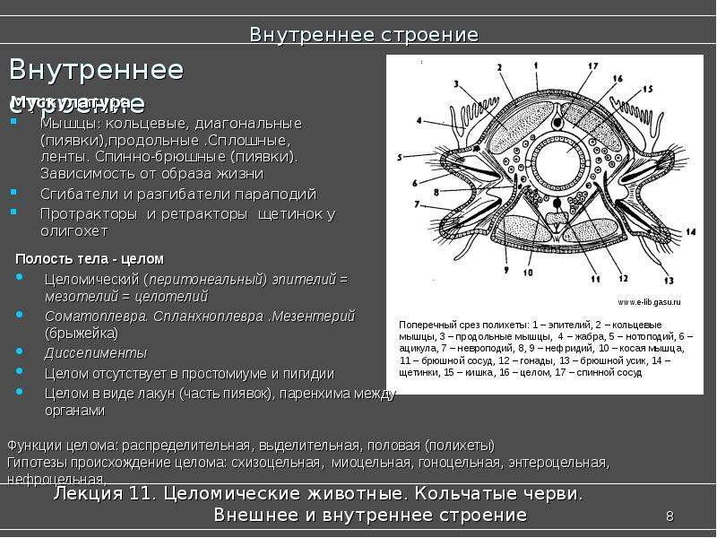 Какой цифрой на схеме поперечного среза кольчатого червя обозначен слой кольцевых мышц