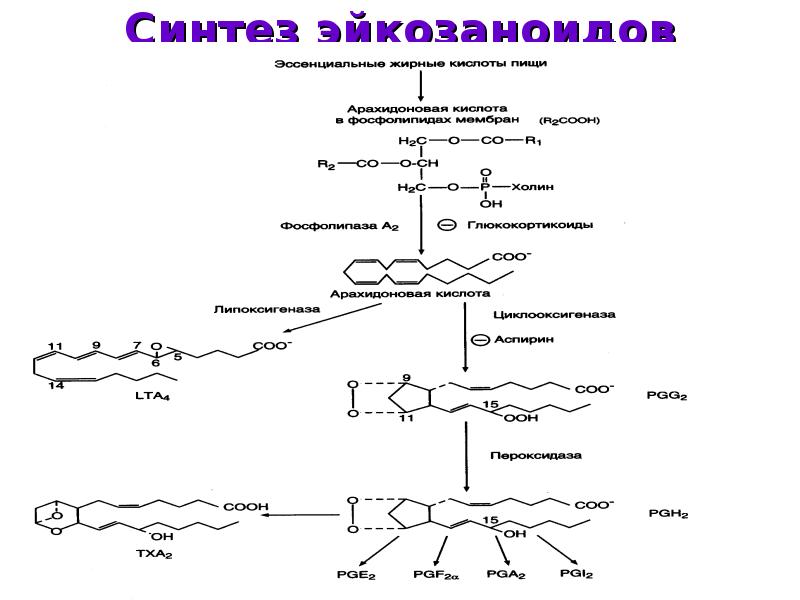 Простагландины схема синтеза