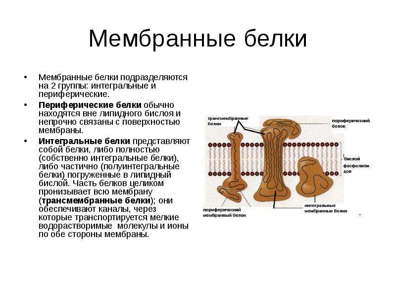 Белки в составе мембраны. Периферические и Интегральные белки мембраны функции. Интегральный белок функции в мембране. Функции мембранных белков периферических и интегральных. Интегрированные мембранные белки функции.