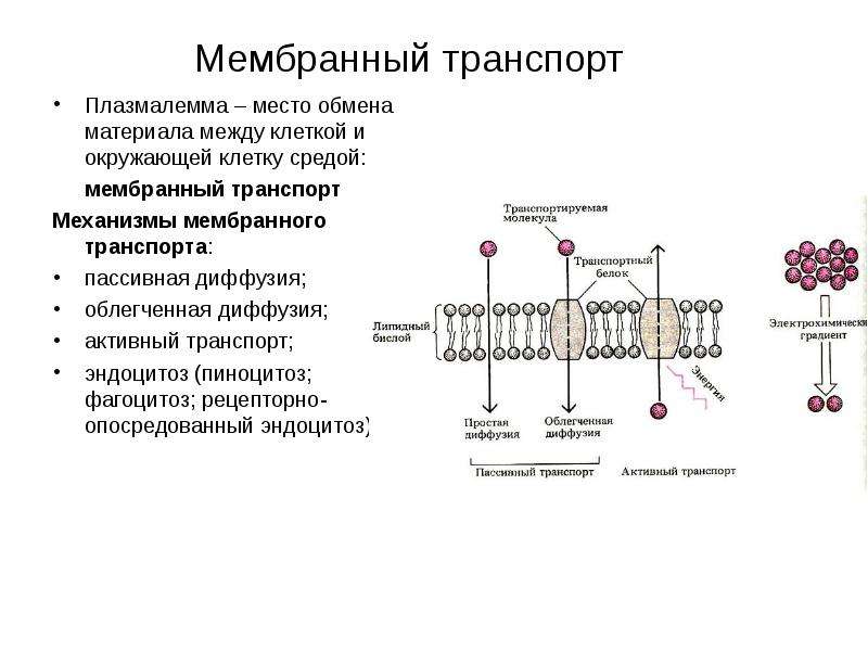 Схема мембранный транспорт