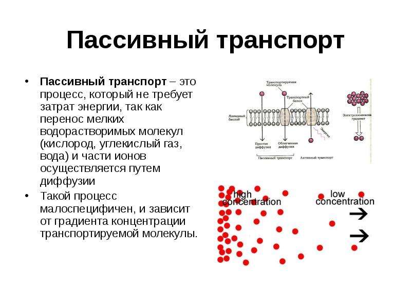 Пассивный транспорт веществ. Виды пассивного транспорта веществ через мембрану. Пассивный транспорт веществ через мембрану клетки осуществляется. Мембранный транспорт пассивный диффузия.