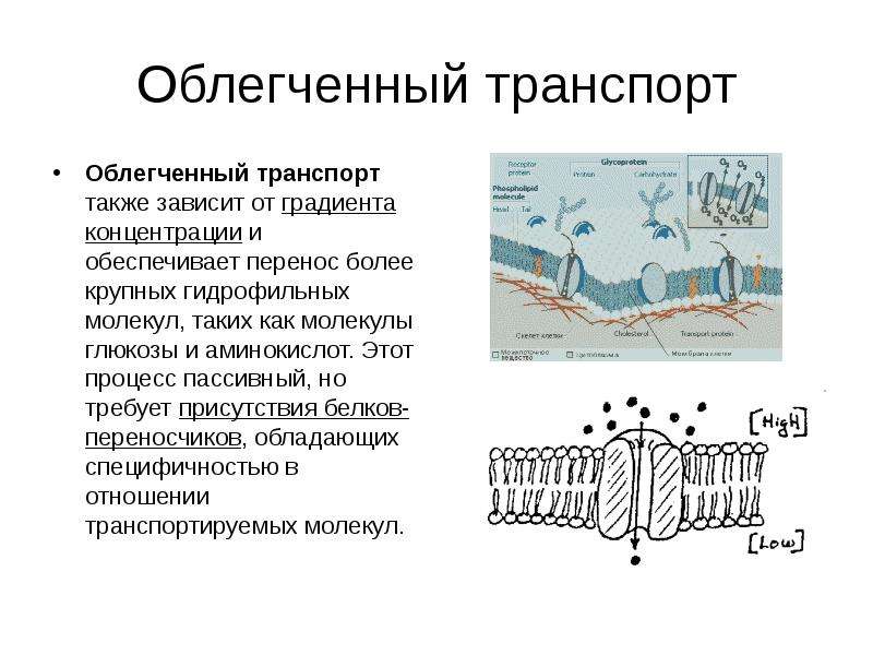 Мембрана глюкоза. Кальциевый насос плазматической мембраны. Облегчённый транспорт. Облегченный пассивный транспорт. Плазмалемма функции.