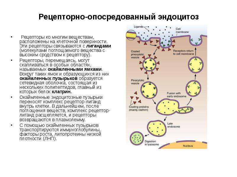 Этапы эндоцитоза. Клатрин опосредованный эндоцитоз вируса. Рецепторно-опосредованный эндоцитоз схема. Плазматическая мембрана эндоцитоз. Рецептор зависимый эндоцитоз.