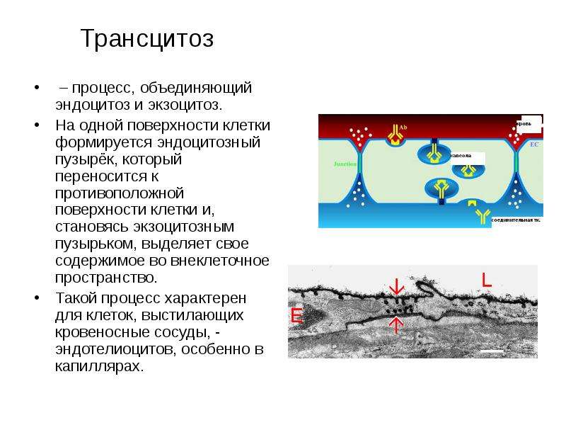 Соединенный процесс. Транспортная функция мембран трансцитоз. Эндоцитоз экзоцитоз трансцитоз. Трансцитоз это физиология. Трансцитоз схема.