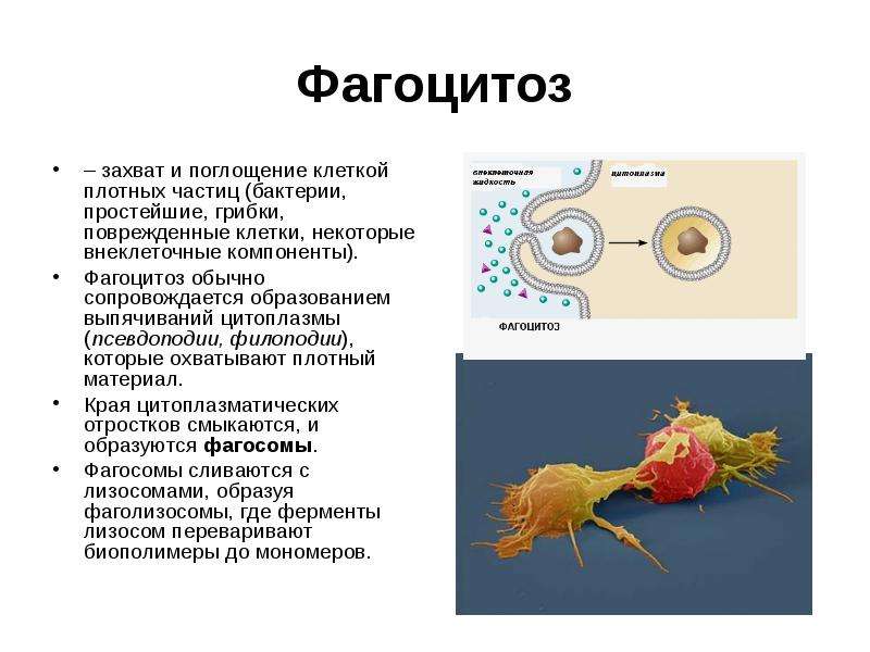 На рисунке изображен процесс в ходе которого псевдоподии клетки