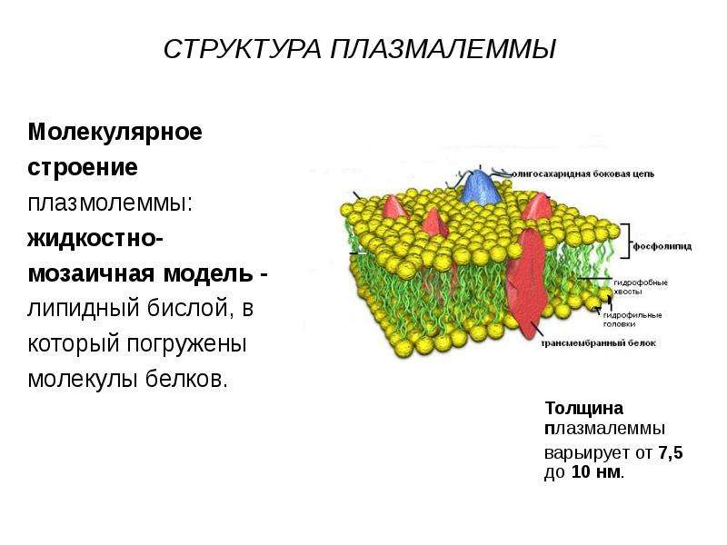 Плазмолемма. Плазматическая мембрана плазмалемма. Цитолемма плазмалемма. Строение клеточной мембраны плазмолеммы. Плазмалемма строение.