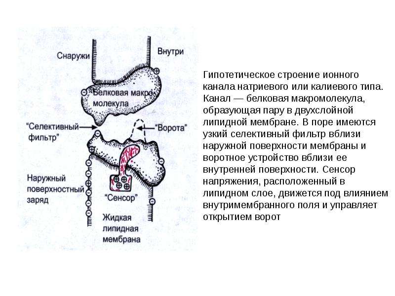 Каналы мембраны. Строение ионного канала мембраны. Строение ионного канала селективный фильтр. Строение ионного канала. Строение ионных каналов физиология.