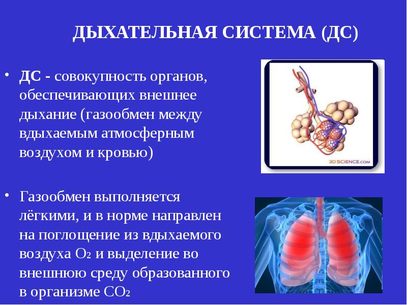 Функции воздуха. Газообмен между вдыхаемым воздухом и кровью. Органы обеспечивающие внешнее дыхание. Гайворонский дыхательная система. Что такое совокупность органов и систем организма обеспечивающих.