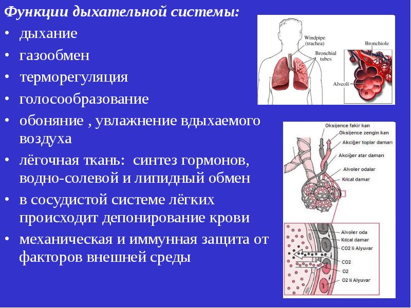 Какие органы принимают участие в дыхании. Анатомия и функции системы органов дыхания. Значение органов дыхания кратко. Строение и функции дыхательных путей.