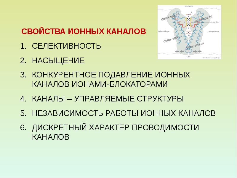 Свойства ионной. Свойства ионных каналов. Характеристика ионных каналов. Основные свойства ионных каналов. Ионные каналы их свойства.