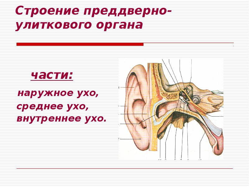 Презентация орган слуха и равновесия анатомия