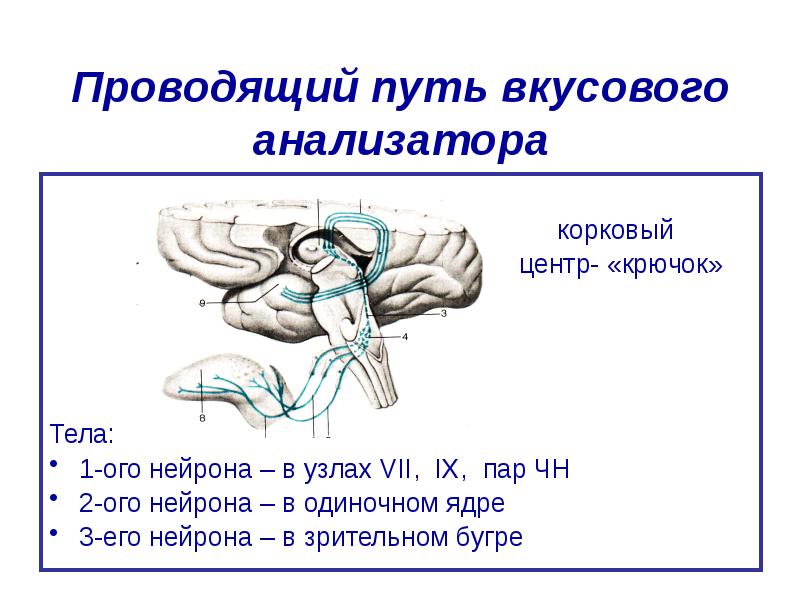 Блок схема вкусового анализатора