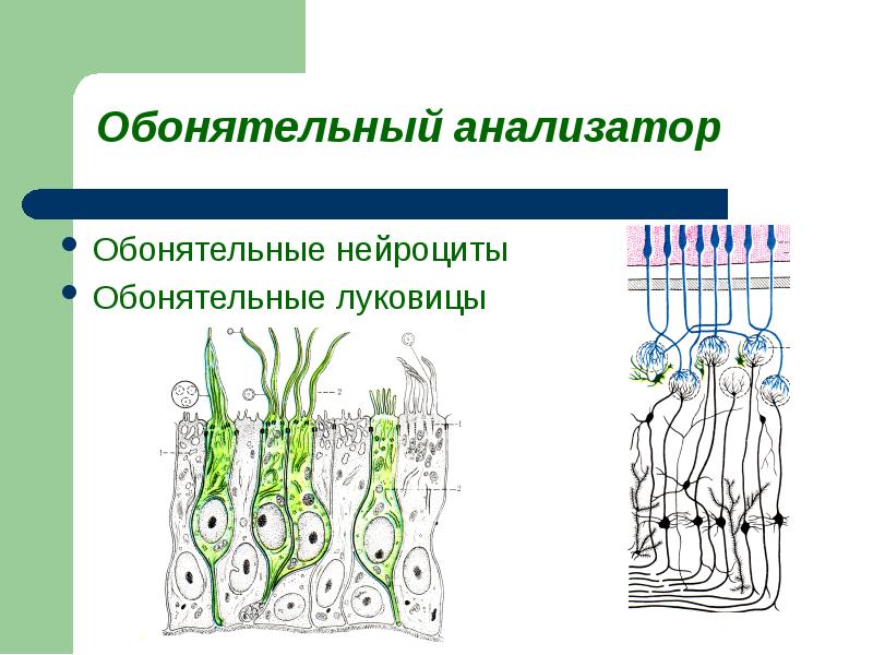 Обонятельный анализатор. Строение обонятельной луковицы. Обонятельный тракт функции. Нейроны обонятельной луковицы. Рецепторы обонятельного анализатора.