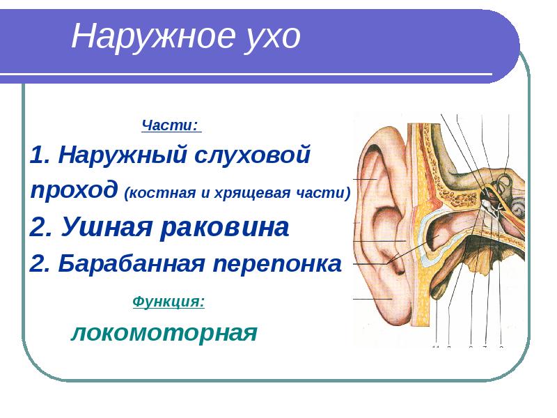 Наружный слуховой проход. Наружное ухо барабанная перепонка функция. Функции барабанной перепонки. Наружный слуховой проход функции. Наружный слуховой проход костная и хрящевая части.