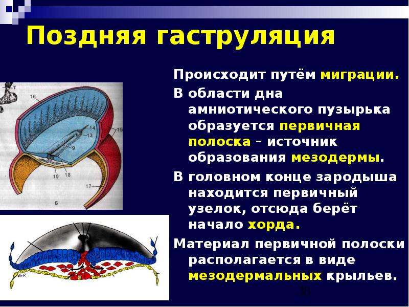 Происходит путем. Гаструляция сроки. Поздняя фаза гаструляции. Поздняя гаструляция у человека. Гаструляция эмбриона.