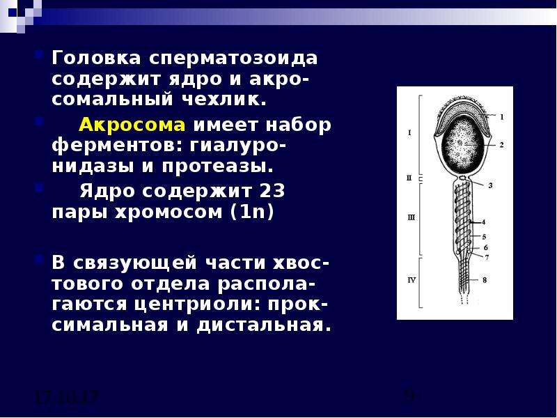 Хромосомы спермия. Функция акросомы спермия. Акросома сперматозоида функции. Акросома спермия содержит. Функции акросомы.