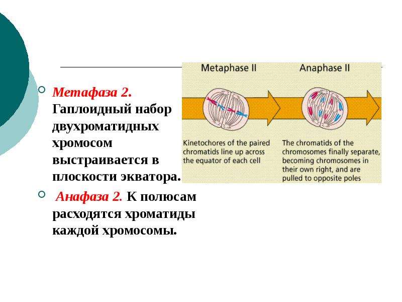 Гаплоидная клетка с двухроматидными хромосомами. Гаплоидный набор двухроматидных хромосом. Диплоидный набор днохроматидных хромосом. Анафаза 2 набор хромосом. В анафазе двухроматидные хромосомы.