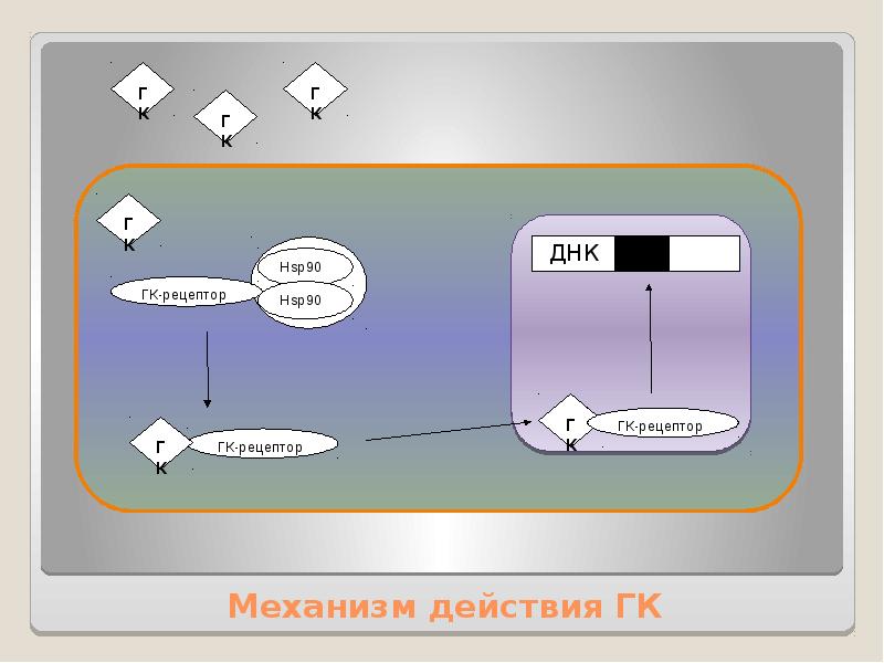 Глюкокортикоиды биохимия презентация