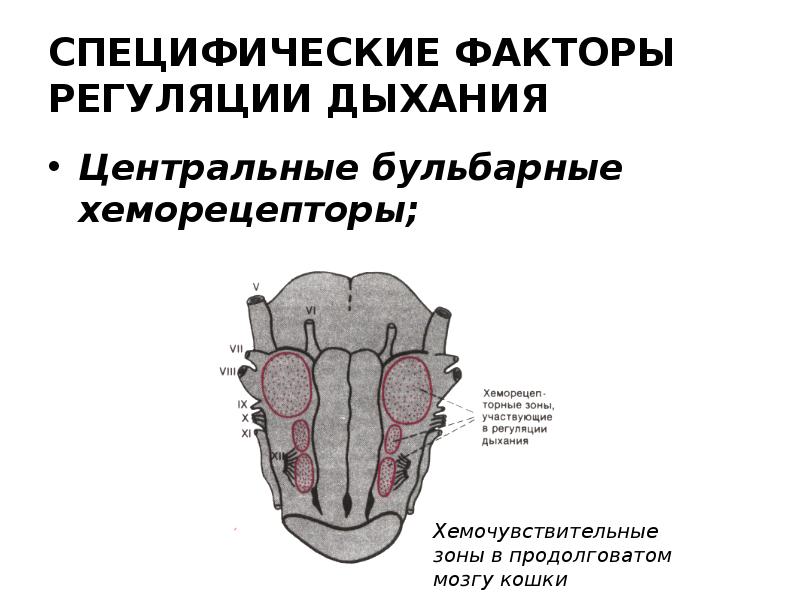 Факторы регуляции