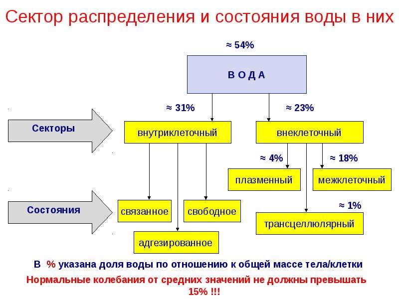 Минеральный обмен